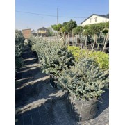 Ялина колюча Монтгомері 0,8-1 м